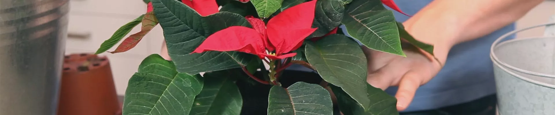 Weihnachtsstern - Einpflanzen in ein Gefäß (thumbnail).jpg