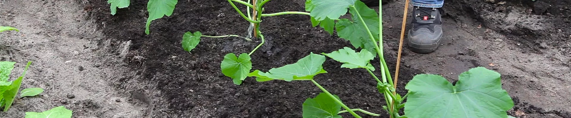 Zucchini - Einpflanzen im Gemüsebeet (thumbnail).jpg