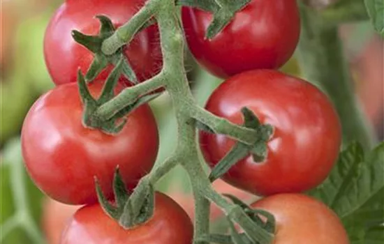 Tomaten – vielseitiges Gemüse für drinnen und draußen