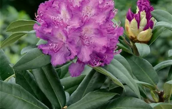 Rhododendron-Hybride 'Alfred'