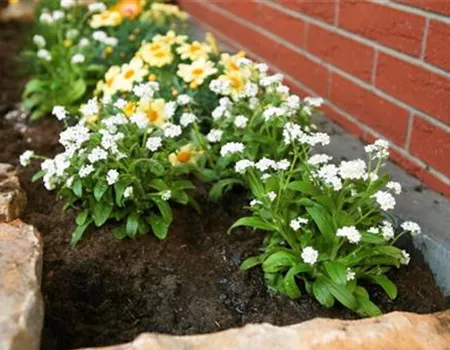 Weißes Vergissmeinnicht - Einpflanzen im Garten