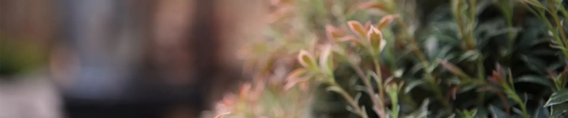 Japanisches Schattenglöckchen - Einpflanzen in den Garten (Thumbnail).jpg
