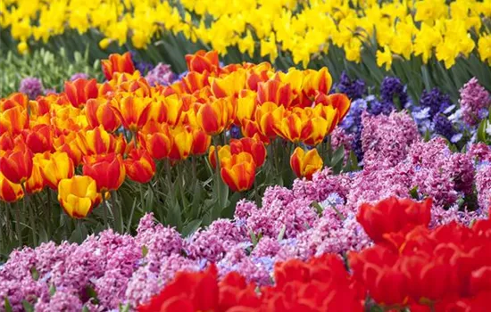 Bunter Frühling mit Blumenzwiebel und Co. – eine Übersicht