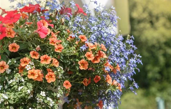 Urban Gardening – Blumenampel aus Konservendosen