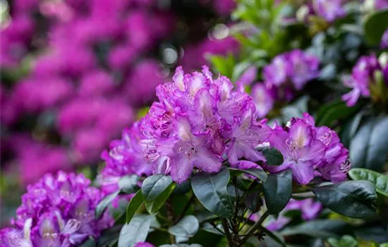 Rhododendron pflegen – So bleibt der Blütenstrauch gesund