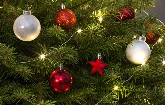 Weihnachtsbaum-Pflege / Lebens-Verlängerung in der Adventszeit