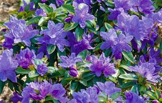 Augustines Rhododendron 'Aquamarin'®