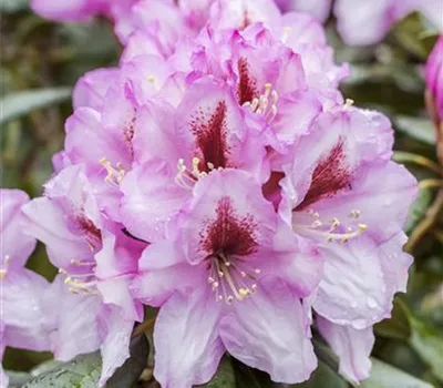 Rhododendron-Hybride 'Diadem'