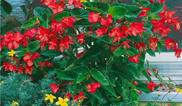 Begonia 'Dragon Wing Red' - BAUHAUS E-Business GmbH & Co. KG