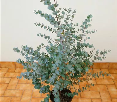 Echter Eukalyptus 'Azura'
