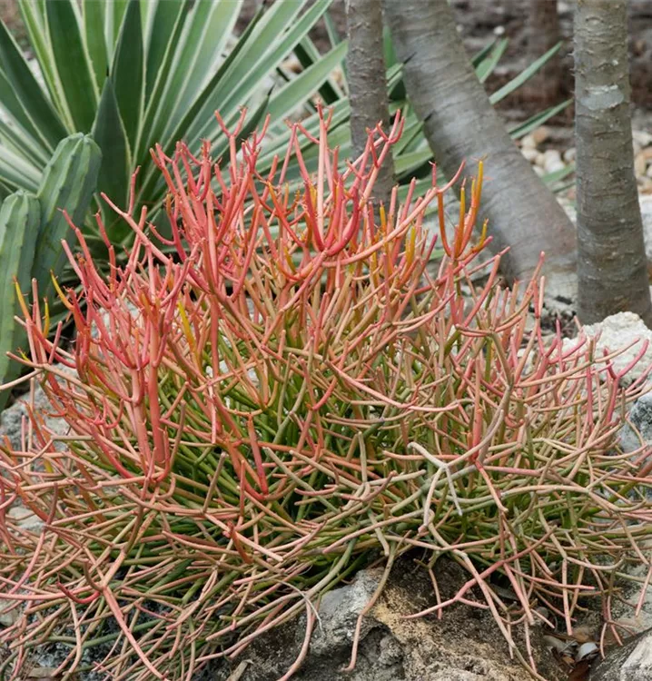 Euphorbia tirucalli Baum