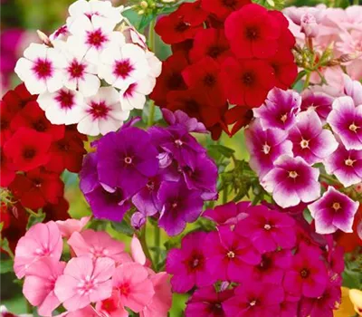 Sommer-Phlox