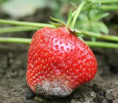 Grauschimmelfäule an Erdbeeren