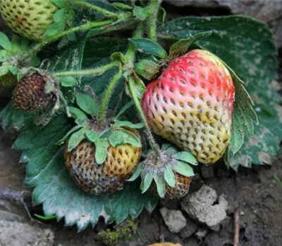 Lederfäule an Erdbeeren