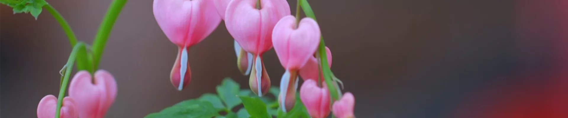 Tränendes Herz - Einpflanzen im Garten (Thumbnail).jpg