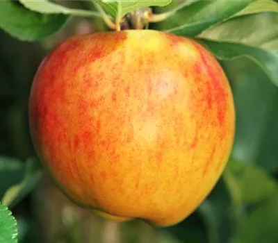 Obstbaum pflanzen: Apfel nach Apfel?