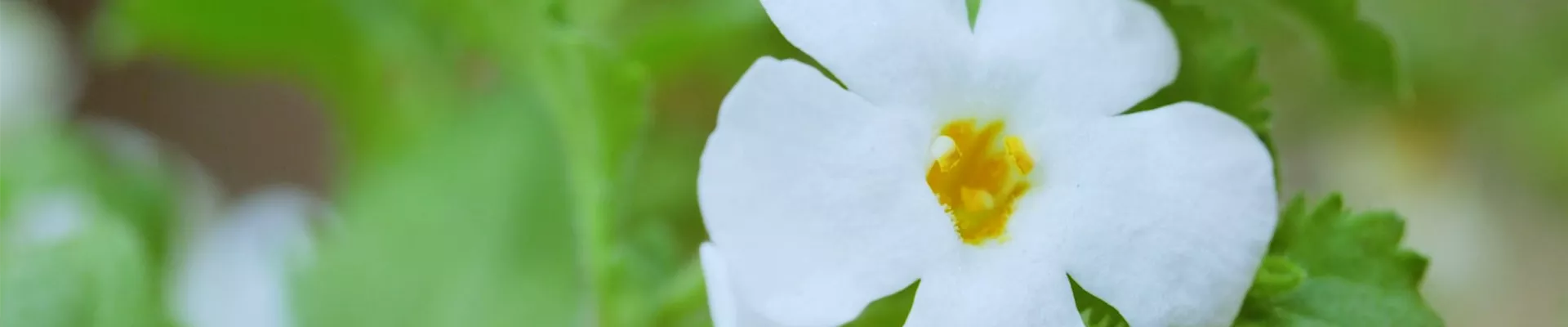 Fettblatt - Einpflanzen im Garten (Thumbnail).jpg