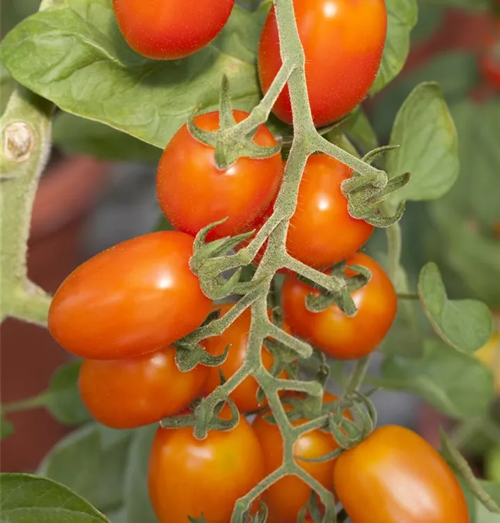 Tomate 'Talita Orange'