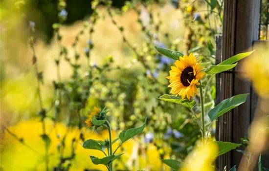 Sonnenblumen sorgen für gute Laune im Sommer