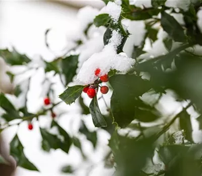 Top 10 der besten Winterpflanzen für Garten und Balkon