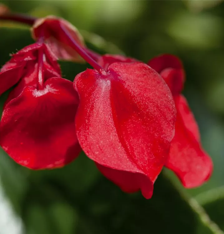 Begonia 'Dragon Wing Red' - BAUHAUS E-Business GmbH & Co. KG