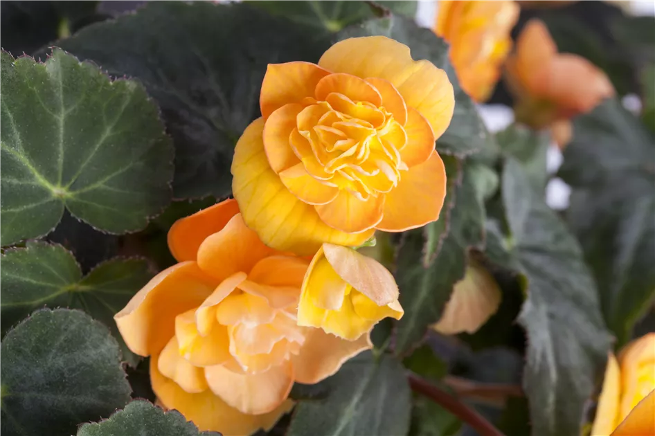 Begonia elatior, gelb - BAUHAUS E-Business GmbH & Co. KG