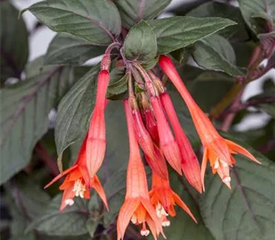 Fuchsie 'Koralle'