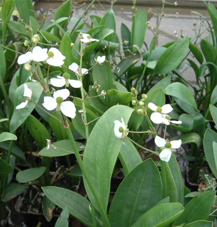 Grasblättriges Pfeilkraut