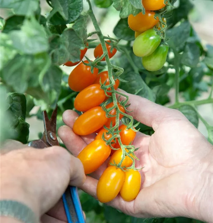 Tomate 'Santorange'