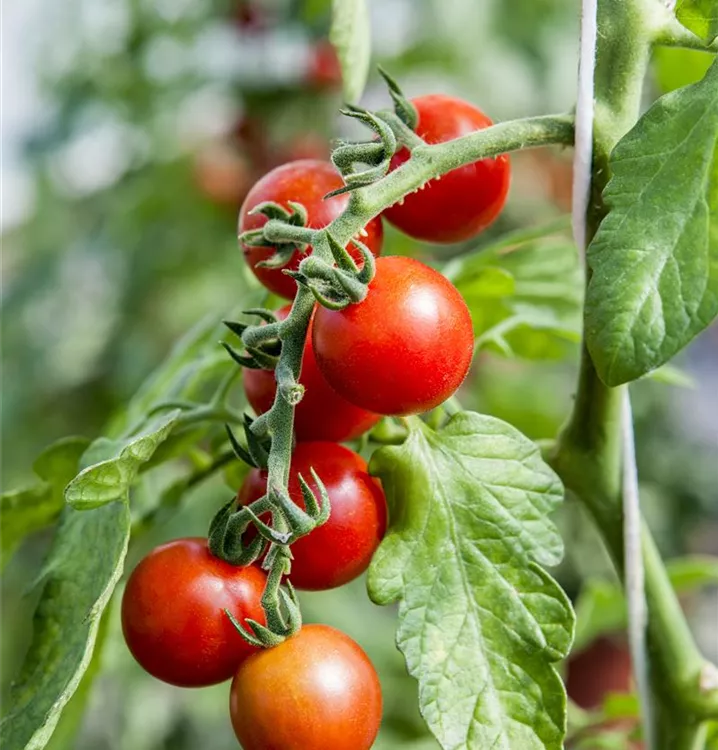 Tomate 'Tomaccio'