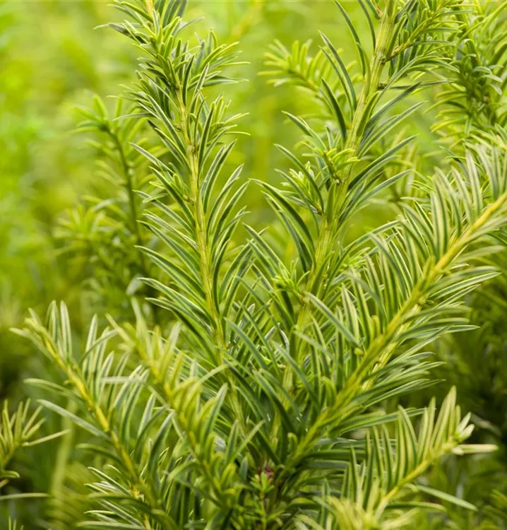Goldene Straucheibe 'Semperaurea'