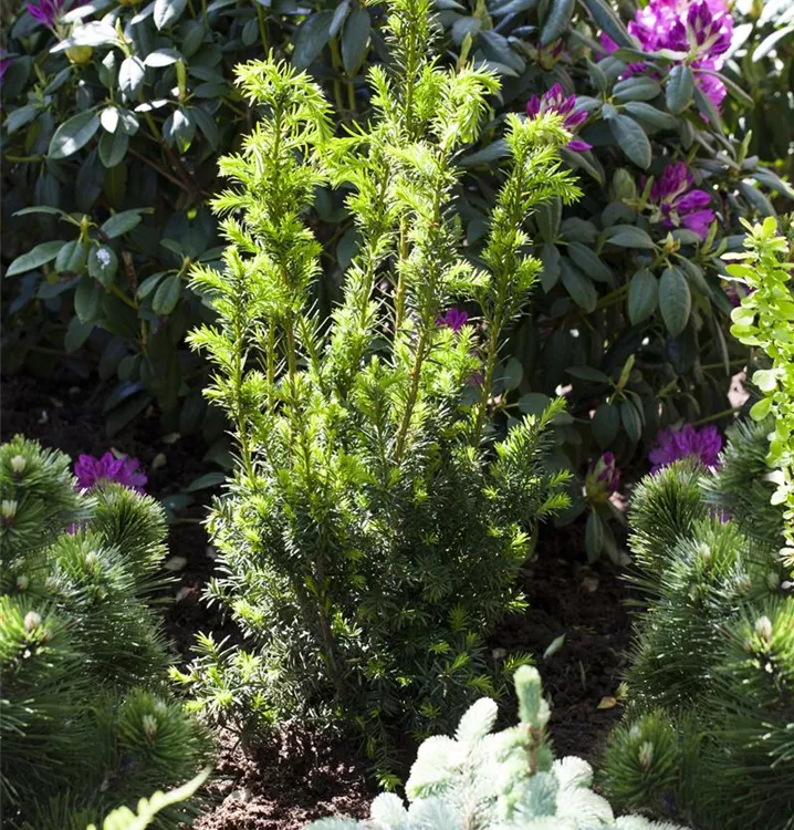 Hybrid-Eibe