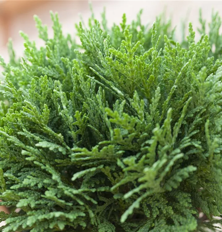 Zwergiger Kugel-Lebensbaum 'Danica'