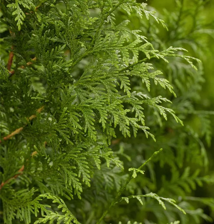 Lebensbaum 'Gelderland'