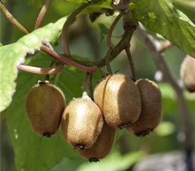 Mini-Kiwi