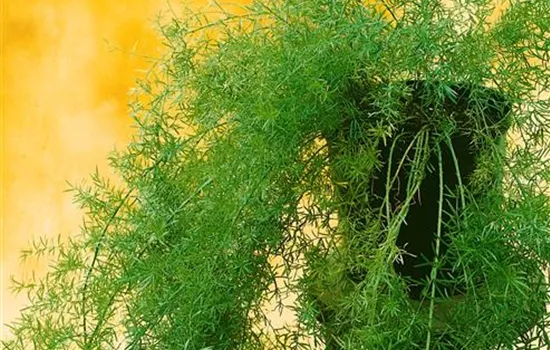 Sprengers Zier-Spargel 'Sprengeri'