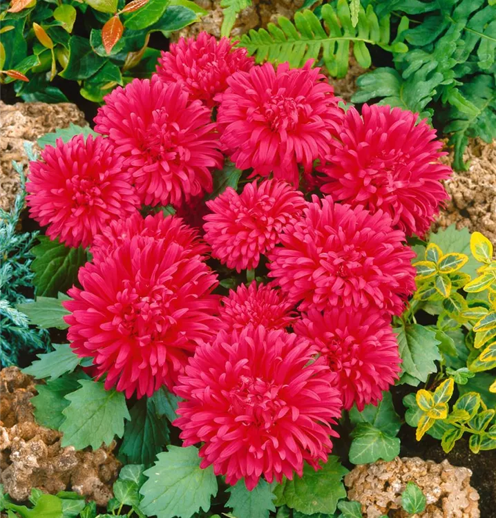 Gartenaster 
