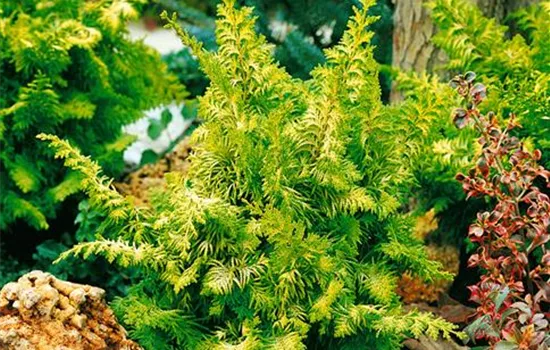 Scheinzypresse 'Fernspray Gold'