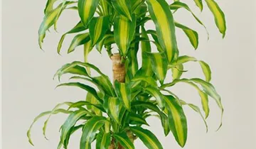 Zum Vergrößern klicken Bildvorschau