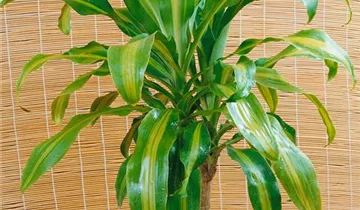 Zum Vergrößern klicken Bildvorschau