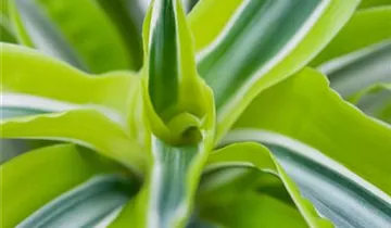 Zum Vergrößern klicken Bildvorschau