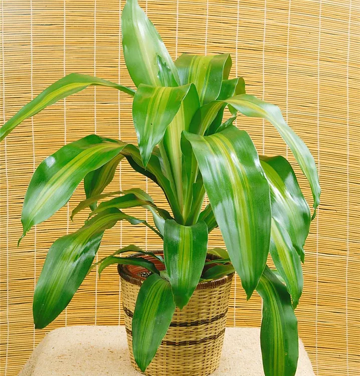 Drachenbaum 'Massangeana'