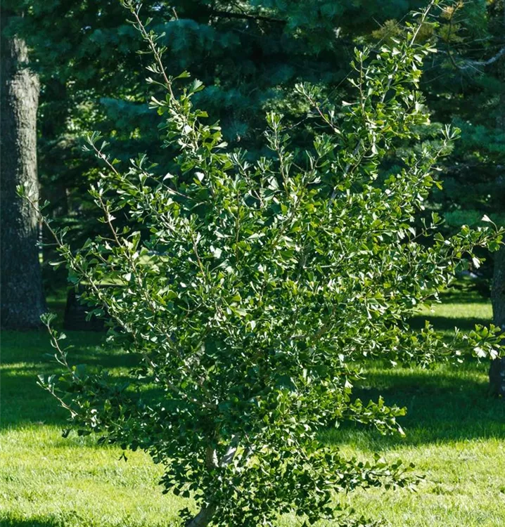 Fächerblattbaum 'Tubifolia'