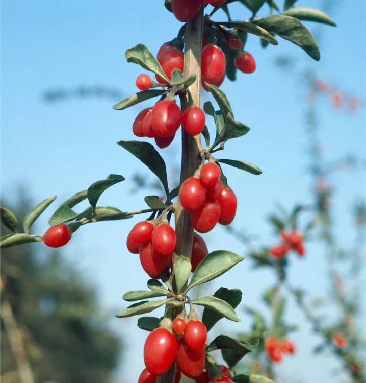 Goji-Beere