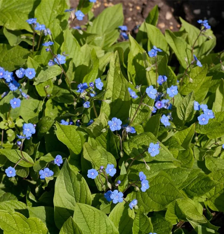 Frühlings-Gedenkemein