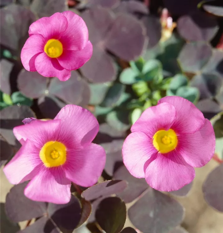 Oxalis