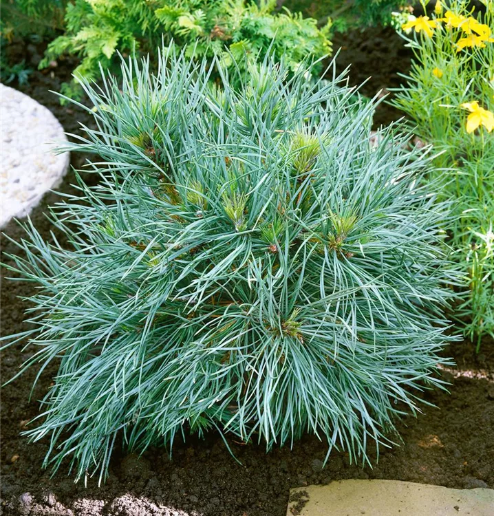 Kugel-Kiefer 'Globosa Viridis'