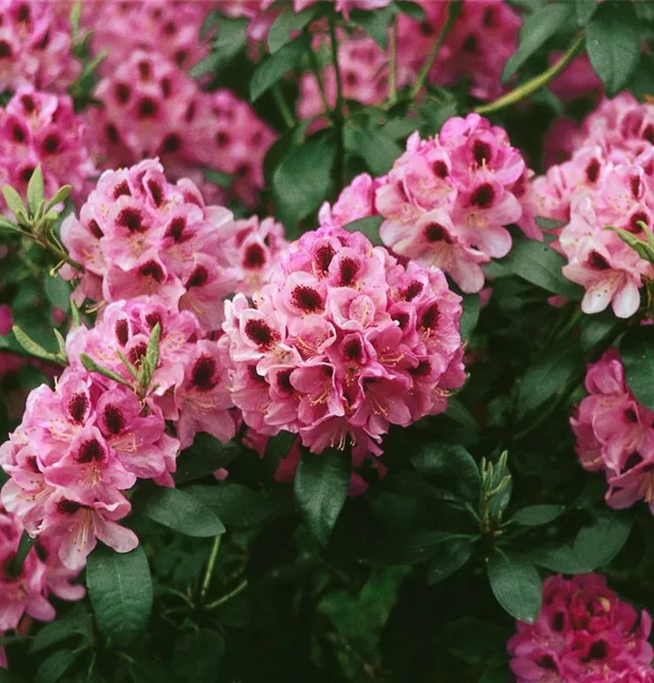 Rhododendron-Hybride 'Kokardia'®