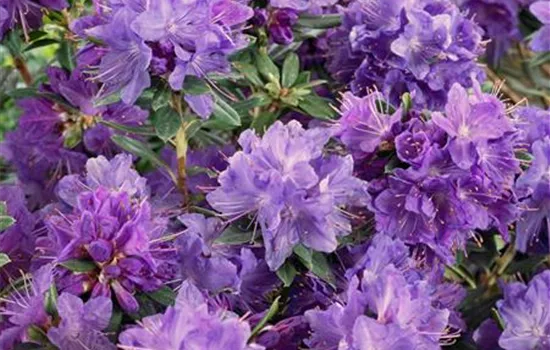 Rhododendron russatum 'Gletschernacht'