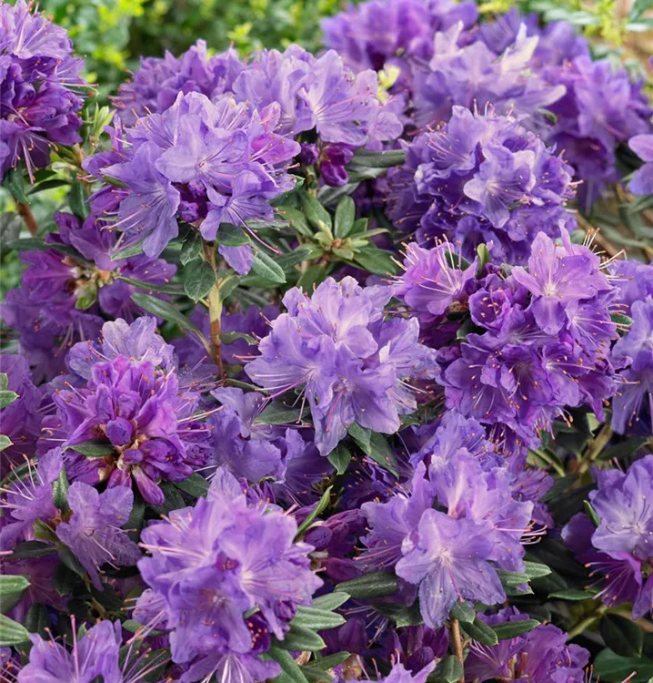 Rhododendron russatum 'Gletschernacht'